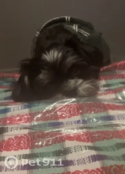 Lost Собака, Northwest 39th Terrace, Oklahoma City - black Shih Tzu with white spots - photo