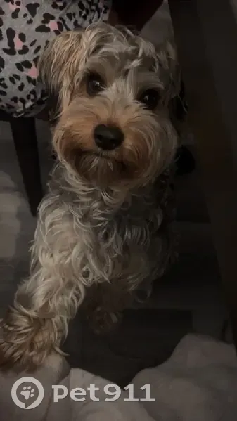 Missing dog Male, Tulsa (usl531732) - photo