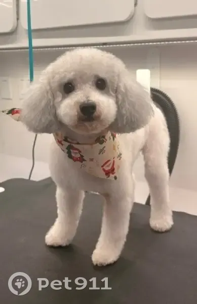 Lost male dog, Fire Tower Lane, 9722, Knoxville - white miniature poodle with grey patches - photo