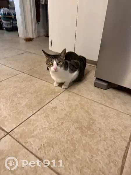 Lost Кошка, Walnut Road, 4580, Temple - white spot on back - photo