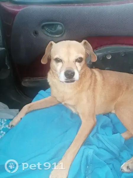 Perro Perdido en Domeño: Muy Dócil - photo