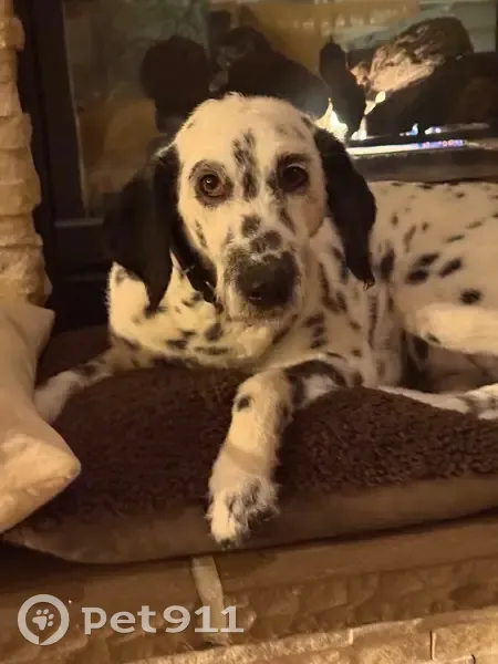 Lost Dog, Bayside Road, 4985, Chesapeake Beach - Dalmatian poodle mix - photo