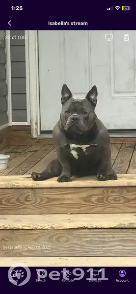 Lost Собака, Taylor, Michigan - Sliver with white spots - photo