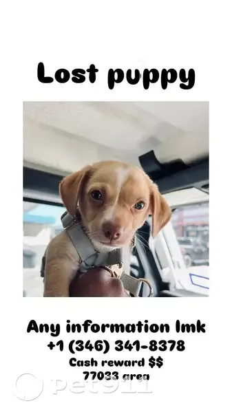 Lost собака, Southlark Street, 5953, Houston - tan and white coat, grey eyes - photo