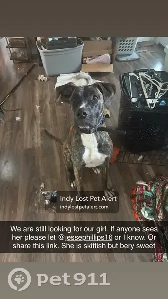 Lost Собака, West Milhon North Drive, 311, Mooresville, Indianapolis - Female Brindle Great Dane Mix - photo