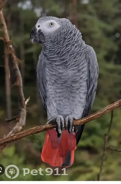 Perdu : Gris du Gabon à Nice, bagué - photo
