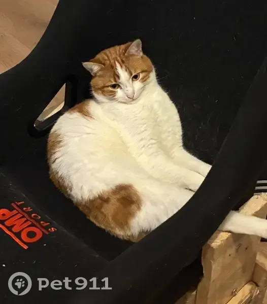 Chatte blanche/rousse perdue à Valenciennes - photo