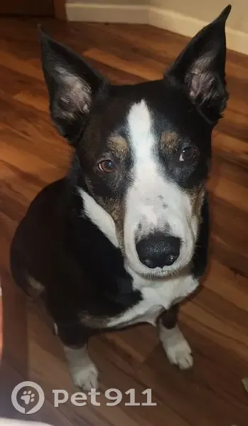 Lost Собака, Male, West Woodlawn Avenue, 502, Louisville - black with white chest - photo