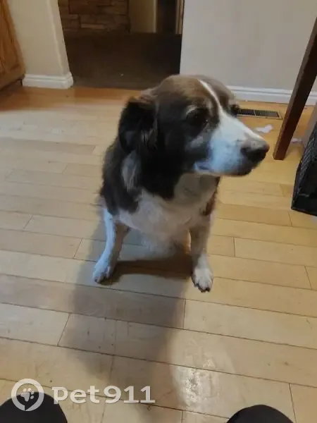 Lost Dog, Moab, Utah - Male Border Collie Mix - photo