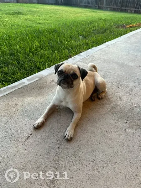 Lost собака, Appleridge Drive, 10003, Houston - fawn/tan female pug - photo