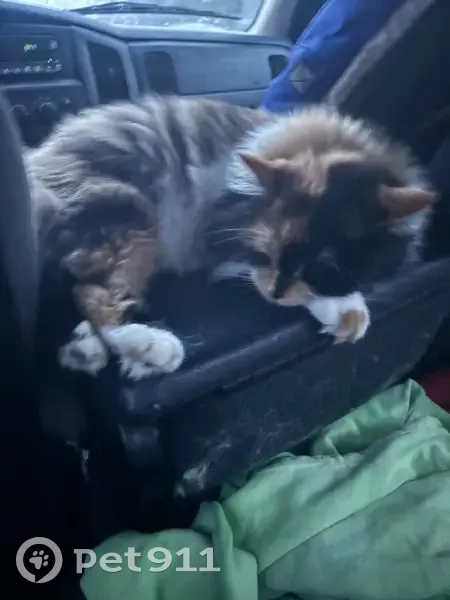 Lost Кошка Female, U.S. 95, 49028, Quartzsite, Arlington - very friendly - photo