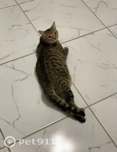 Lost Кошка Female, Hawks View Drive, La Marque, Houston - very skittish indoor cat - photo