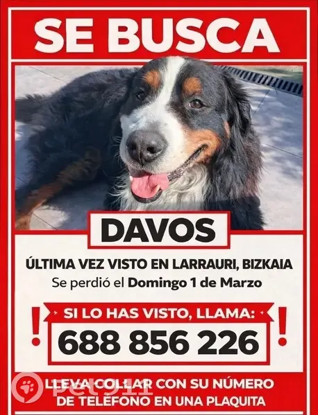 ¡Ayuda a Encontrar a Davos, Boyero Perdido! - photo