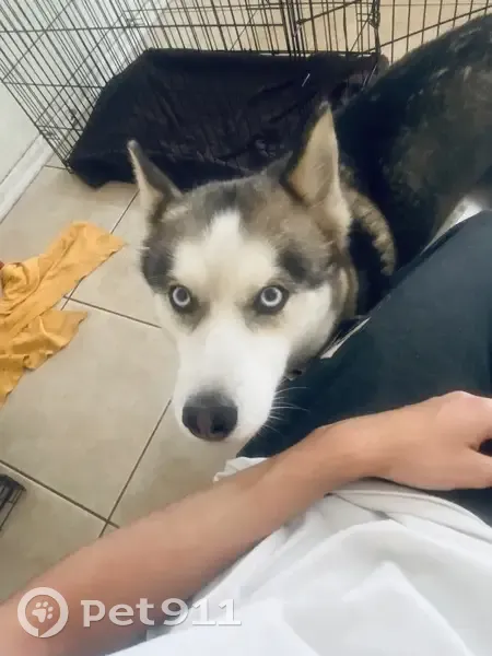 Lost Собака, Southwest 228th Terrace, 10732, Miami - white tip of tail - photo