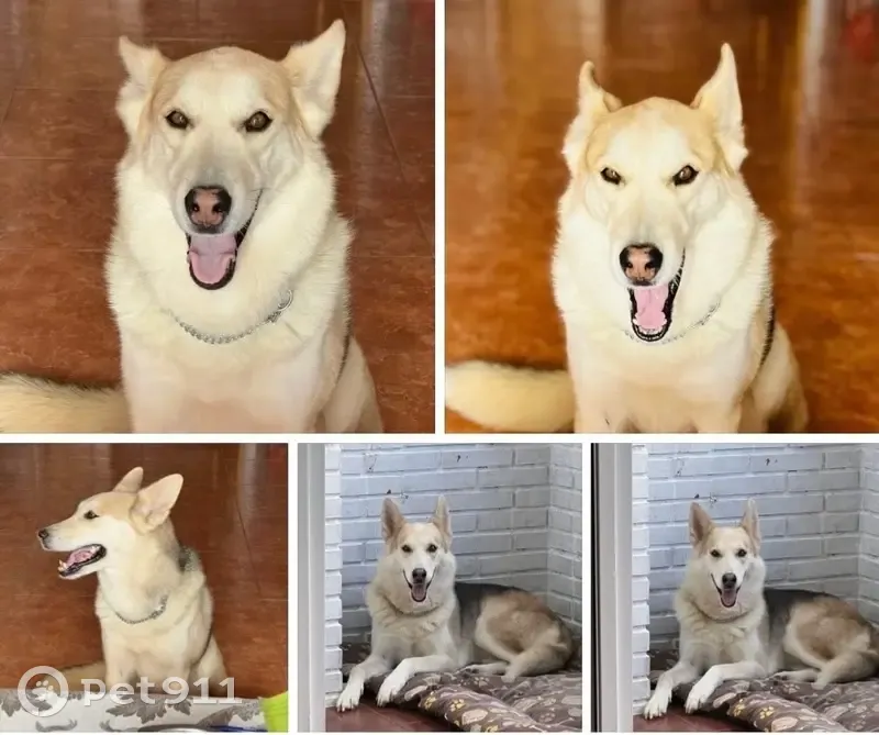 Perra Husky-Pastor Perdida en Las Lomas - photo