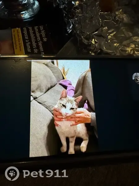 Gatita Juguetona y Cariñosa Buscando Hogar - photo