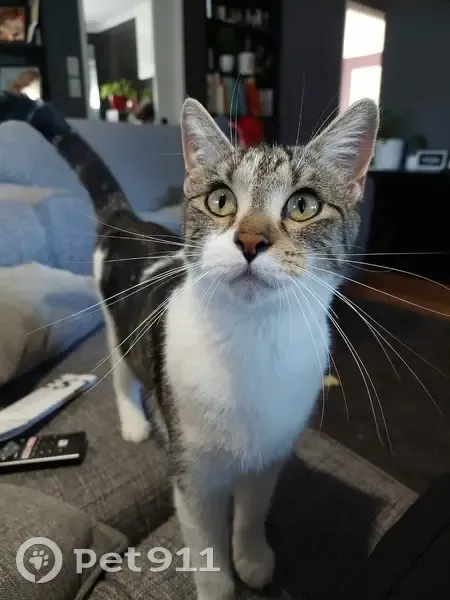 Timid Cat Lost Near Central Ave, Moreton - photo