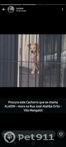 Cachorro perdido - photo