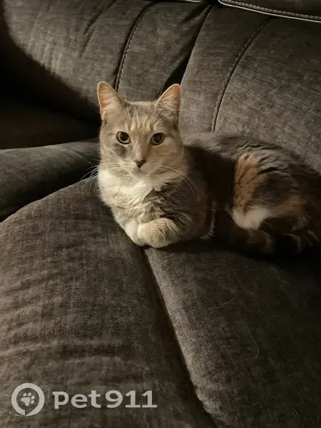 Lost кошка, Ozone Park, NY 11417, Farmingdale - white belly with brown spot - photo