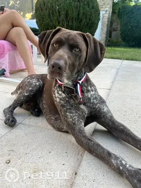 Braque allemand Rudy volé à Lautrec - photo