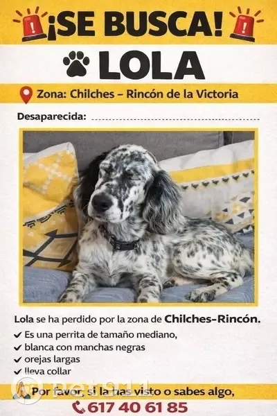 Perra Setter Inglés Perdida en Chilches - photo