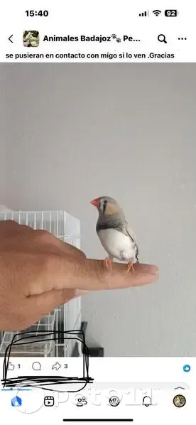 Ave Gris Claro Perdida en Badajoz: Muy Mansa - photo