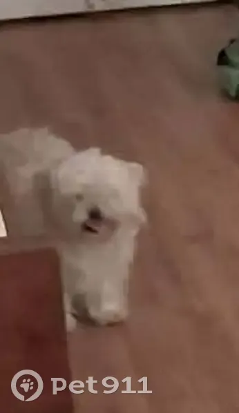 Lost Собака, North May Avenue, 6922, Oklahoma City - male shitzweenie pup - photo