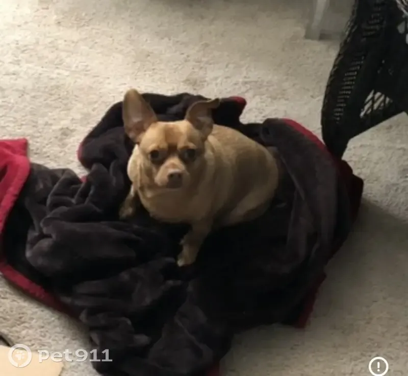 Lost Собака, Park Street, 645, Huntington - Chihuahua, red in color - photo