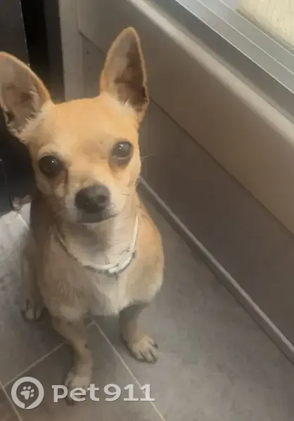 Lost Собака, East Oak Street, 404, Highlands - small brown chihuahua - photo