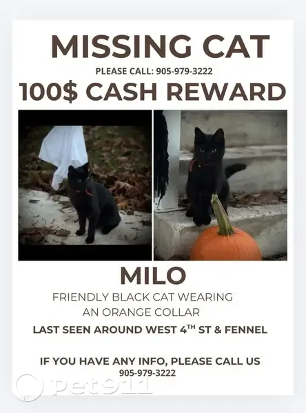 Lost Кошка, West 1st Street, 45, Hamilton - short haired neutered male - photo