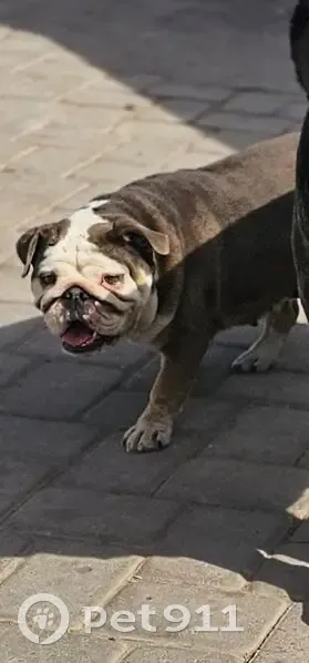 Lost Собака, Female, West Fillmore Street, Buckeye - English bulldog - photo