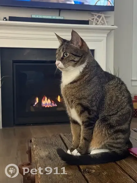 Lost Кошка, Luxury Lane, 740, Asheboro - триколорный табби, особые отметины - photo