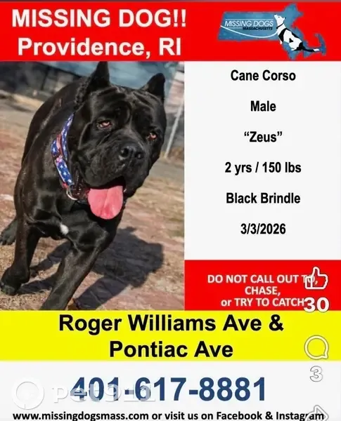 Lost Собака Male, Pontiac Avenue, 83, Providence - photo