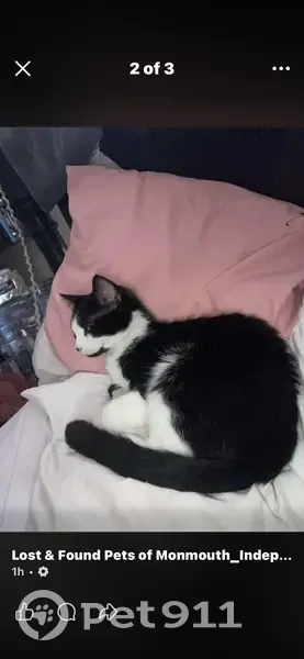 Lost Кошка, College Street South, Monmouth - small tuxedo female - photo