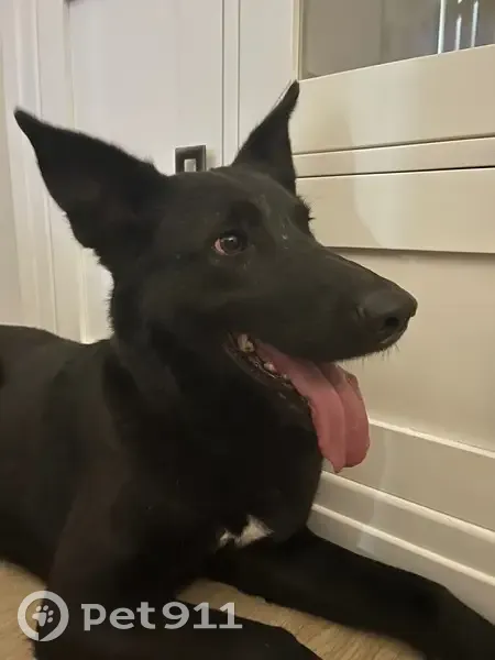 Perra perdida en Úbeda: negra con mancha blanca - photo