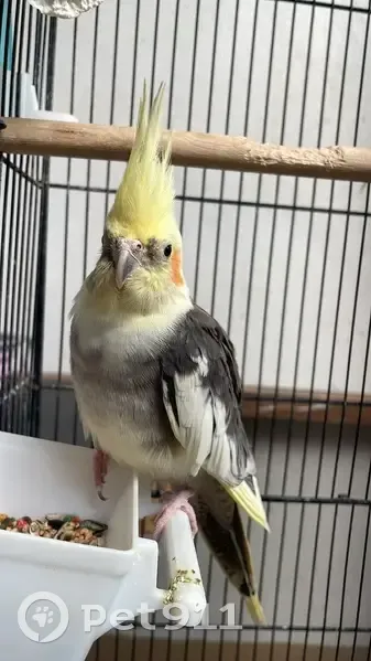 Ninfa Arlequín Perdida en Albalat: ¡Ayuda! - photo