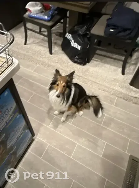 Lost Собака, Northwood Road, 271, Powderly - miniature sheltie - photo