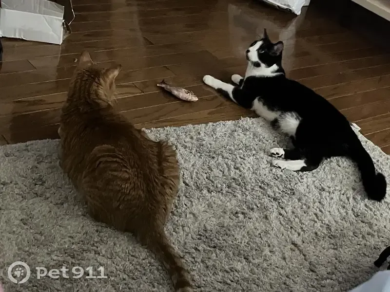 Lost Cat, Charlie Dayer Drive, 2335, Conway - Black and white male - photo