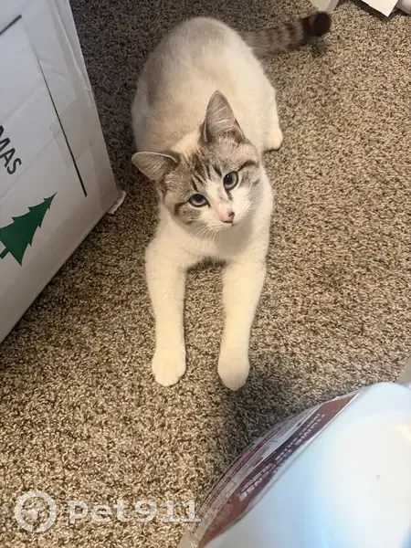Lost Кошка, East 61st Street North, 216, Tulsa - blue eyes, white coat with tail pattern - photo