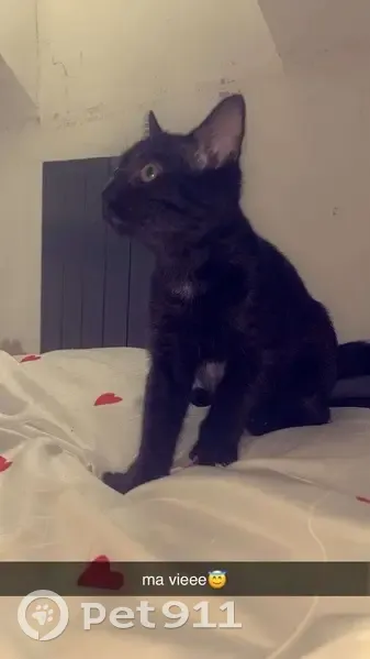 Chaton noir perdu, taches blanches, Girac - photo