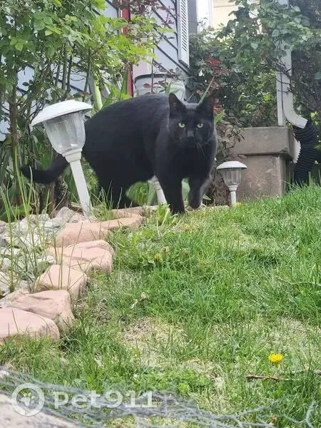 Lost Кошка, Kearns, Salt Lake City - all black with green eyes - photo