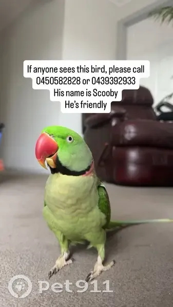 Lost Bird with Unique Beak Needs Help - photo