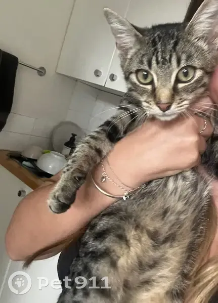 Friendly Young Cat Found in Byron Bay - photo