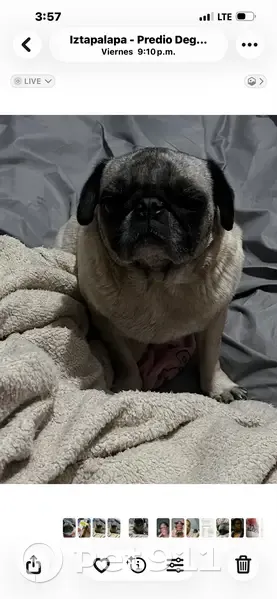 Perro Perdido: Canela en Ciudad de México - photo