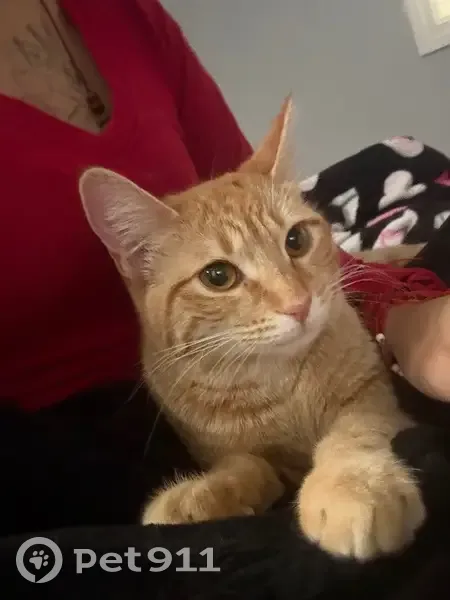 Lost Кошка, 163rd Street, 883, Calumet City - very friendly and loves food - photo