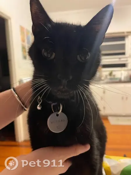 Help Find Morgan: Missing Black Cat - photo