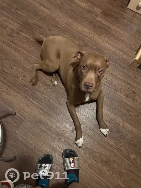 Lost Собака, Female, Woodbridge Street, 3002, Caldwell - light brown with white on her chest - photo