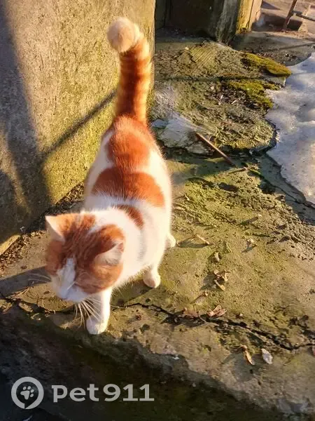 Знайдено лагідного кота на Кам'янецькій, 98 - photo