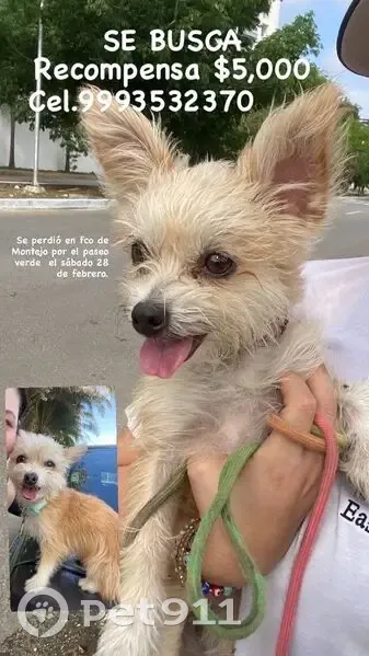 ¡Perro Perdido! Pequeña y Cariñosa en Mérida - photo