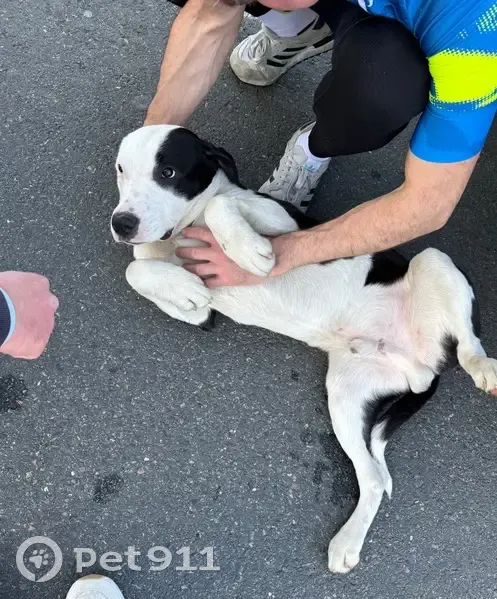Chien trouvé sur bretelle sortie Torcy - photo
